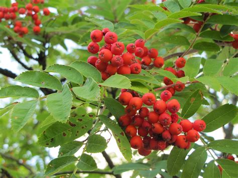 Tree Rowan Red Berries · Free Photo On Pixabay