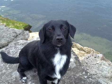 Weiße abzeichen dagegen sind nicht erwünscht. Mina (Dackel, Labrador, Terrier) - MeinMischling.de