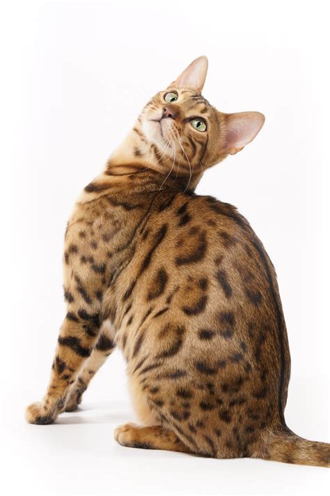 Free Bengal Cat looking back Stock Photo - FreeImages.com