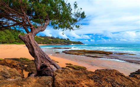 Wallpaper Trees Landscape Sea Bay Rock Nature