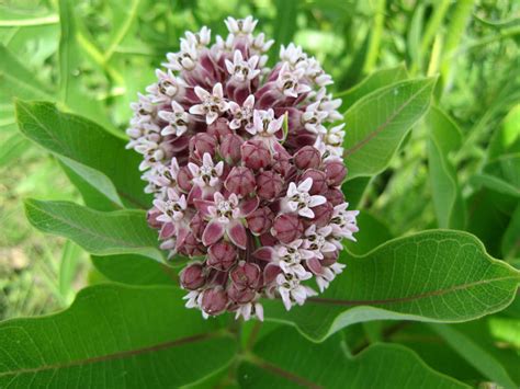 When emerging milkweeds have three to four sets of leaves, thin seedlings to 6 inches apart. How to Grow and Care for Milkweed Plants | World of ...