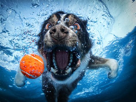 Underwater Dogs Photos Go Viral And Become A Book Cbs News