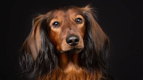 What Is An Ee Red Long Haired Dachshund Sweet Dachshunds