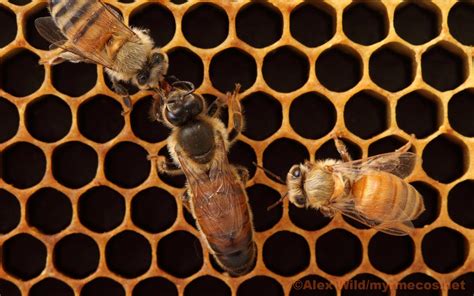 Queen Bee Wallpapers Wallpaper Cave