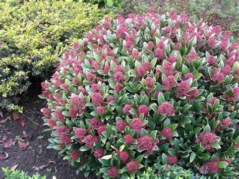 ** xeric plants are adapted to poor soils and lower. Best 25+ Shade evergreen shrubs ideas on Pinterest | Shade evergreen, Dry shade plants and White ...