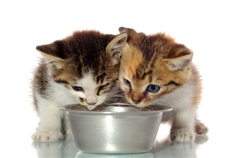 Veterinarians reveal the best cat foods for any cat, including: 5 Tips for Choosing Kitten Food | petMD