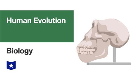Human Evolution Biology Youtube