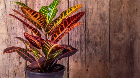 Croton Plants Everything You Should Know Before Planting