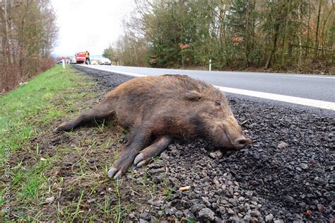 Car Accident With Wild Boar On The Road Overpopulation Of Wild Boars
