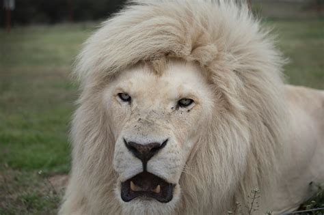 Great Big Image African White Lion