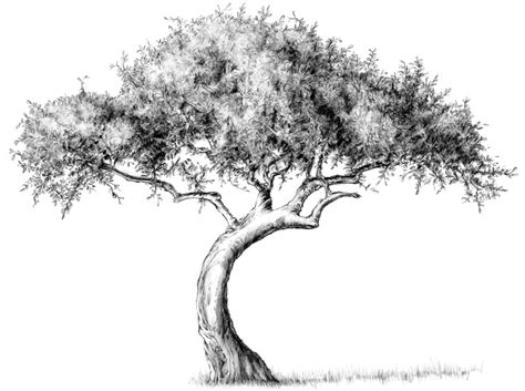 Image Result For Tree Drawings Trees Drawing Tutorial Tree Drawing