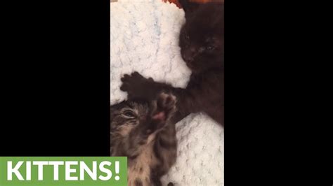 Kitten Siblings Deliver Adorable Exchange For The Camera Youtube