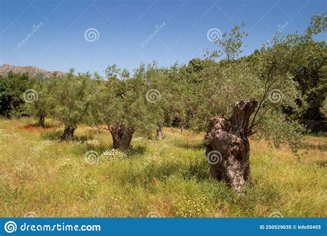 Olive Trees In Inland Spain Stock Image Image Of Fruitful Grass