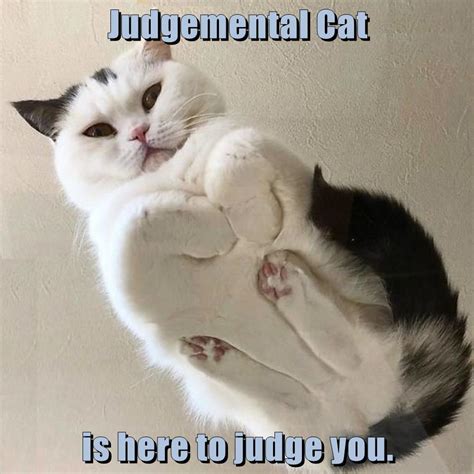 Judgemental Cat Is Here To Judge You Lolcats Lol Cat Memes
