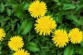 Dandelion Greens: Plant Care & Growing Guide