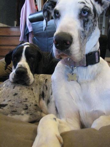 White kisses great dane rescue speciaiizes in the rescue, rehab and rehoming of speciai needs great danes, whiie we do rescue. Great great dane...beautiful | Great dane dogs, Great dane ...