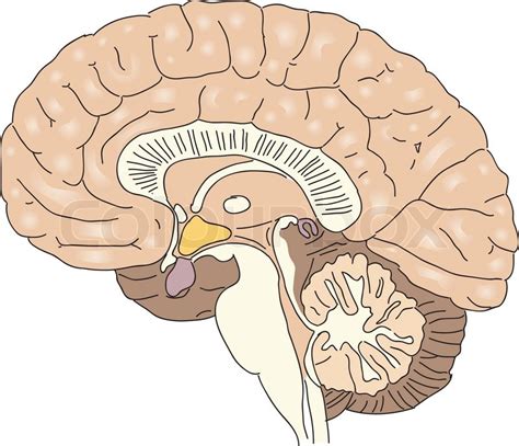 Cross Section Of The Human Brain Stock Vector Colourbox