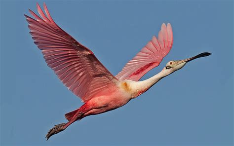 Roseate Spoonbill Beautiful Bird In Flight Blue Sky Hd Wallpapers For