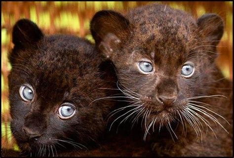 Baby Black Panthers Cats And Dogs And Animals Pinterest