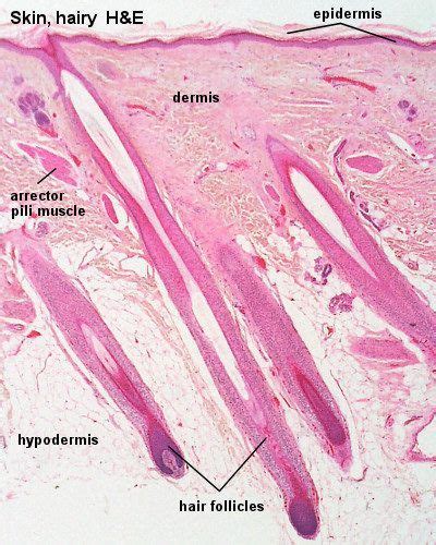 11,023 unique pictures of human skin. Exp. 3.2 Image result for human skin with follicles microscope | Integumentary system, Histology ...