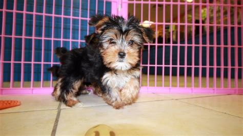 Puppies For Sale Local Breeders Friendly Yorkie Poo Puppies For Sale In
