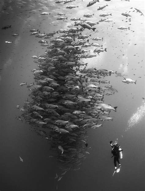 Top 10 Amazing Underwater Shots Underwater Photography Underwater
