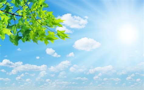 Wallpaper Sunlight Leaves Nature Sky Branch Blue Atmosphere