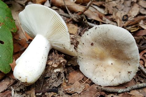 Help With Identification Identifying Mushrooms Wild