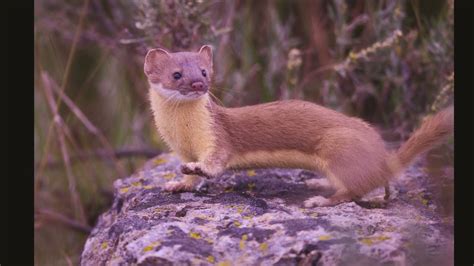 Stoat Or Weasel Youtube