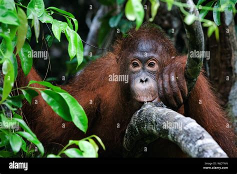 Indonesia Borneo Little Orangutan Sitting In The Trees Stock Photo
