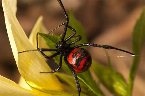 A diferença entre o macho e a fêmea. Aranhas | DDDrin Campinas - Detetizadora e Controle de Pragas