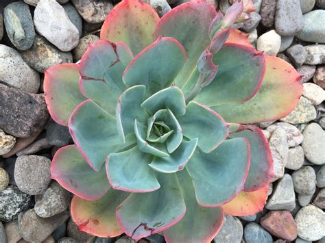 Echeveria Sedum Blue Succulents Growing Succulents Succulents In