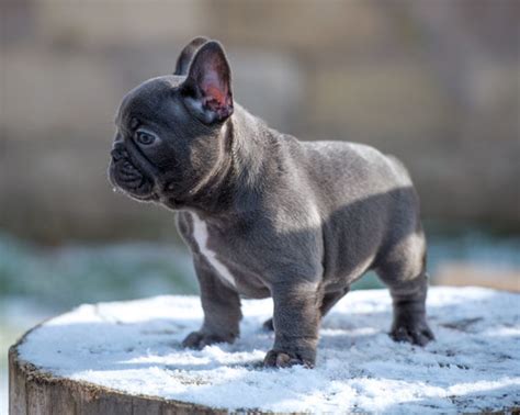 All of our english bulldog puppies for sale are raised by and with our family and around our. Royal Blue Frenchies | English and French Puppies For Sale