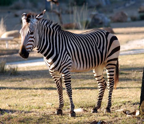 Zebra Animals Photo 34914924 Fanpop