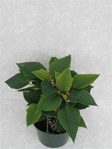 Olympus 2004 Height Control Poinsettia Cultivation Commercial Floriculture Environmental