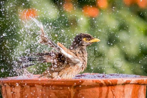 Indian Mynah Bird Bathing And Drinking From Water Bowl Anipixels