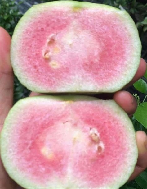 Pink Taiwanese Crunchy Guava 30 Seeds Etsy Uk