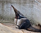 Giant Anteater’s Tongue – Things Guyana