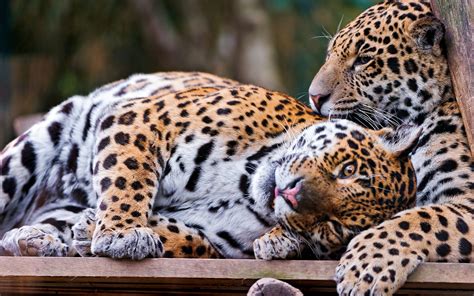 Leopards Cuddle Wallpaper 2560x1600 13642