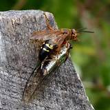 Cicada Killer Wasp Images
