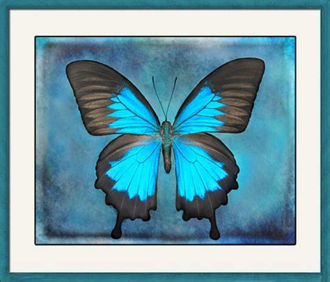 Blue Butterfly Wall Art Nature Art Print Butterfly Etsy