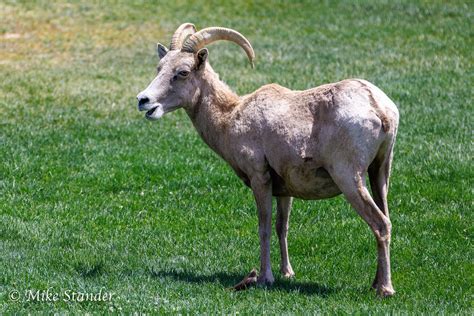 Bighorn Sheep At Hemenway Park In Boulder City Nevada Flickr