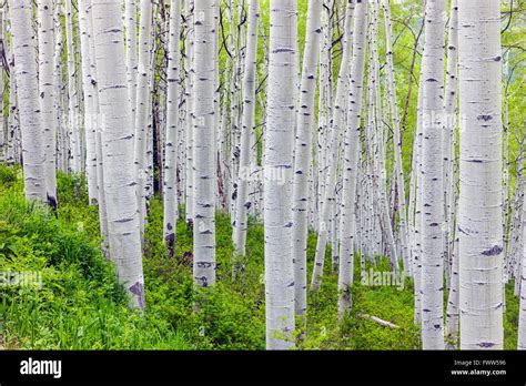 Aspen Trees In Springtime Near Kebler Pass 9980 West Elk Mountains