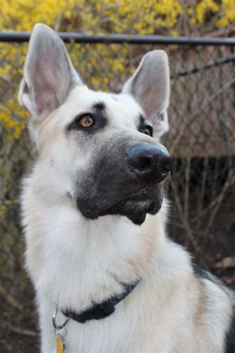 Black And Silver German Shepherd Puppies Petsidi