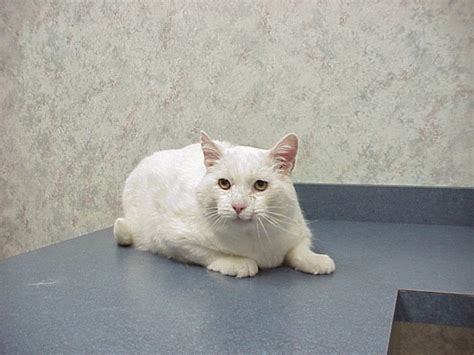 Exclusively Cats Veterinary Hospital Blog Blanco The Trials And