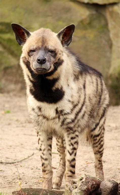 The Striped Hyena Hyaena Hyaena Is A Species Of True Hyena Native To