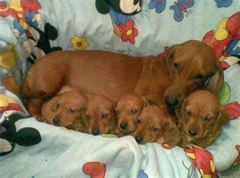 Mother An Babies Doxie There Are 5 Of Them Dachshund Dachshund