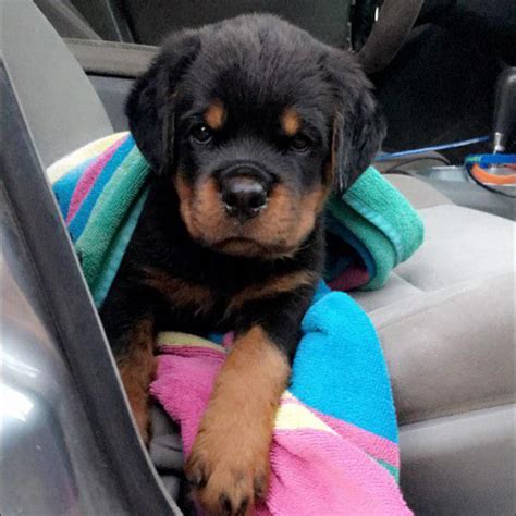 Males are good with children. german rottie puppies for sale in Bristol, Florida ...