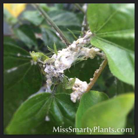 Mealybugs On Hibiscus Really Gross Miss Smarty Plants