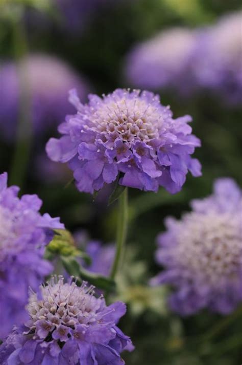 Scabiosa Columbaria Blue Note Seeds £275 From Chiltern Seeds
